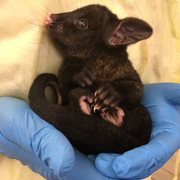 The Tinier The Animal, The Cuter It Is