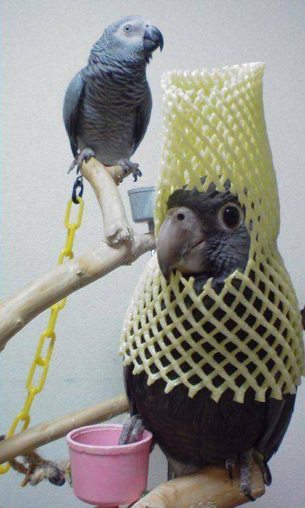 daily picdump 92 pics 12.html - 92 HD Photos | Premium Gallery 2019