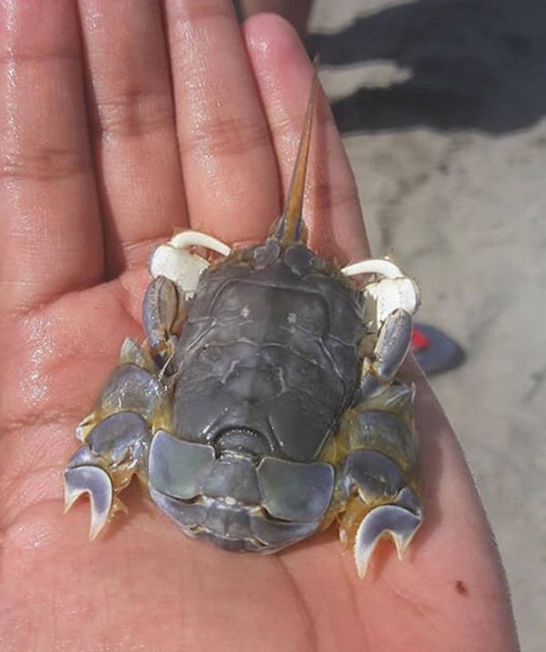 No, Thanks, Do Not Want