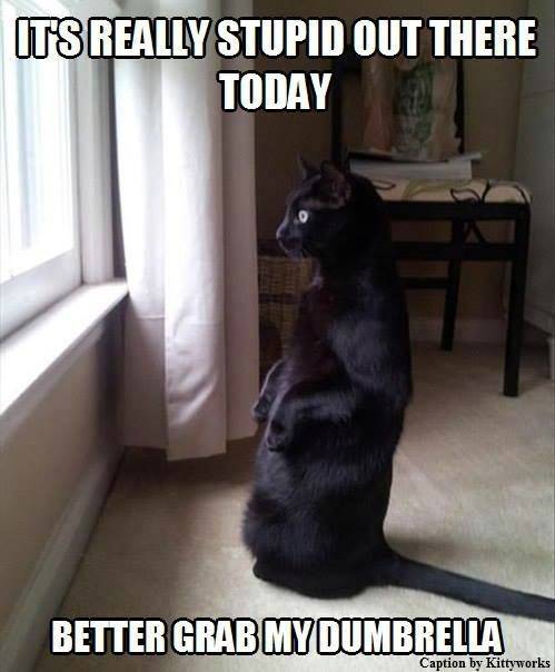 funny picdump 60 pics 19.html - 60 HD Photos | Premium Gallery 2019