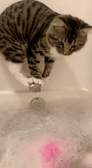 Put That Phone Down And Help Me!