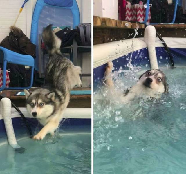 Animals Just Can’t Stop Being Funny