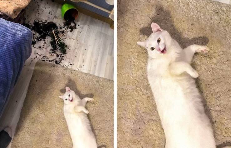 Animals Just Can’t Stop Being Funny