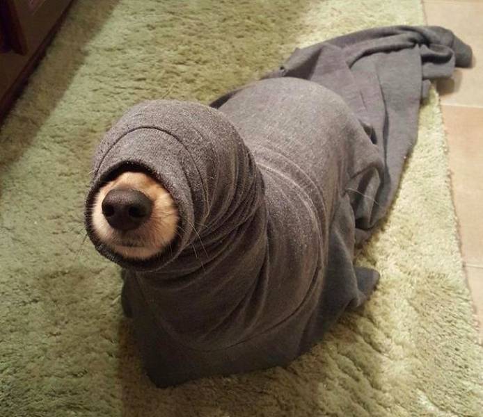 Animals Just Can’t Stop Being Funny