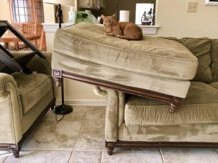 Animals Just Can’t Stop Being Funny