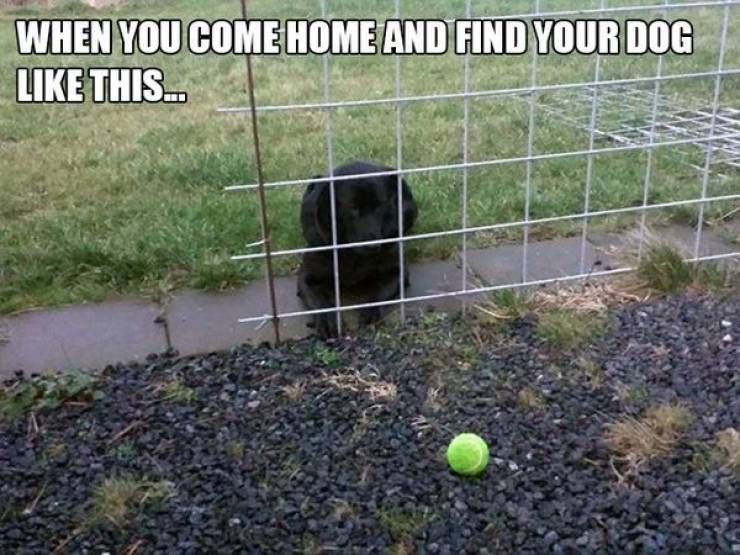 Animals Just Can’t Stop Being Funny