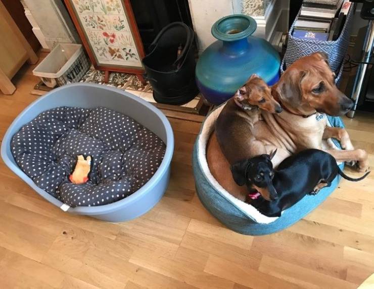 Animals Just Can’t Stop Being Funny