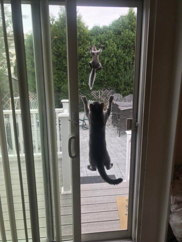 Animals Just Can’t Stop Being Funny