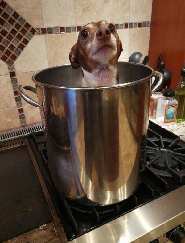 Animals Just Can’t Stop Being Funny