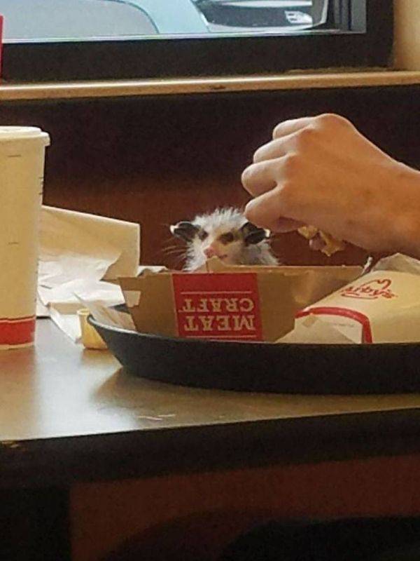 Animals Just Can’t Stop Being Funny