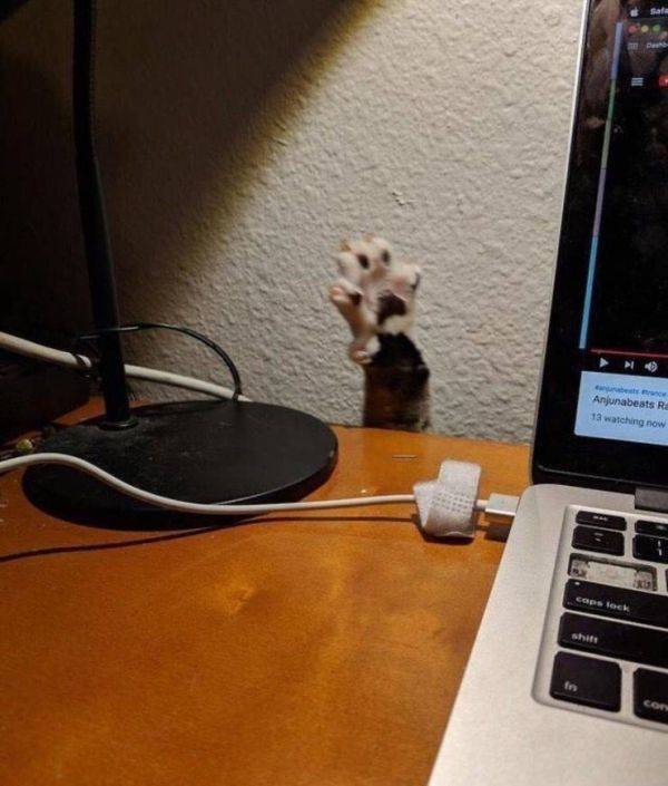 Animals Just Can’t Stop Being Funny