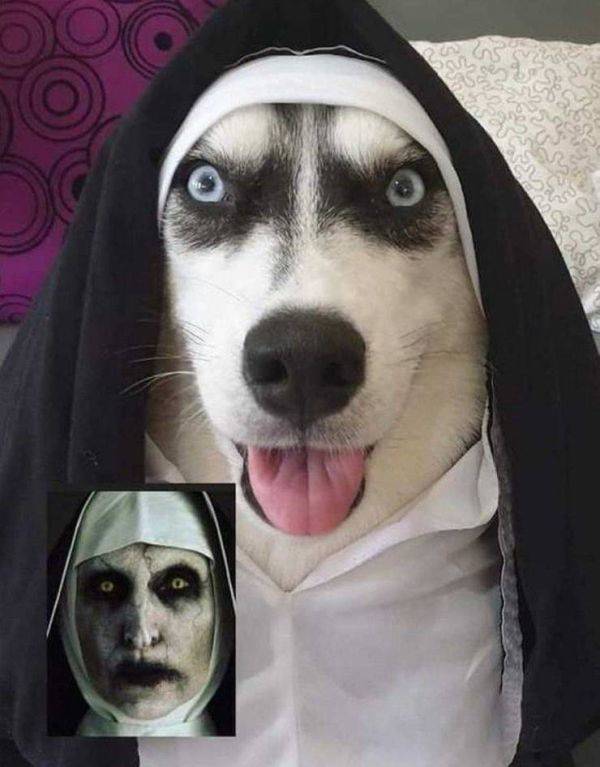 Animals Just Can’t Stop Being Funny