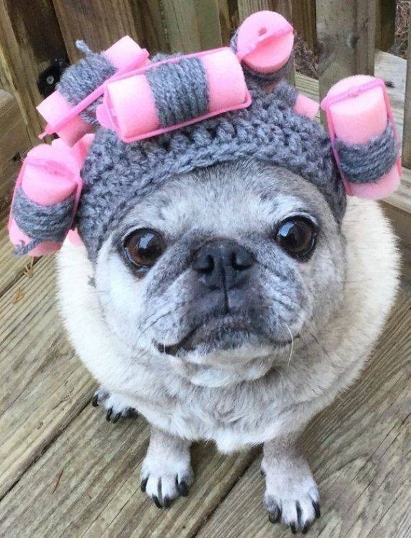 Animals Just Can’t Stop Being Funny