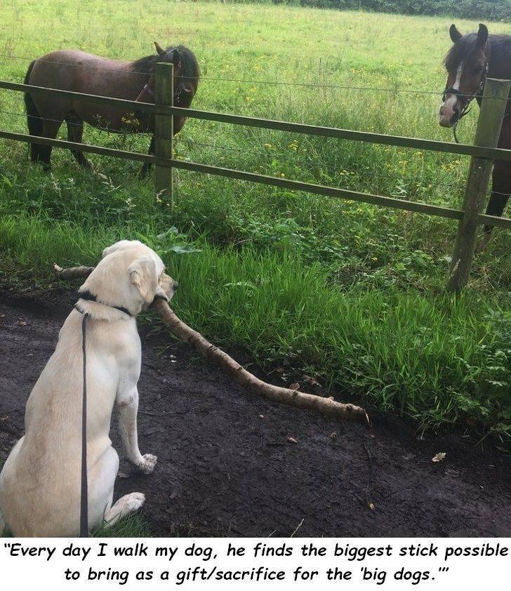 Animals Just Can’t Stop Being Funny