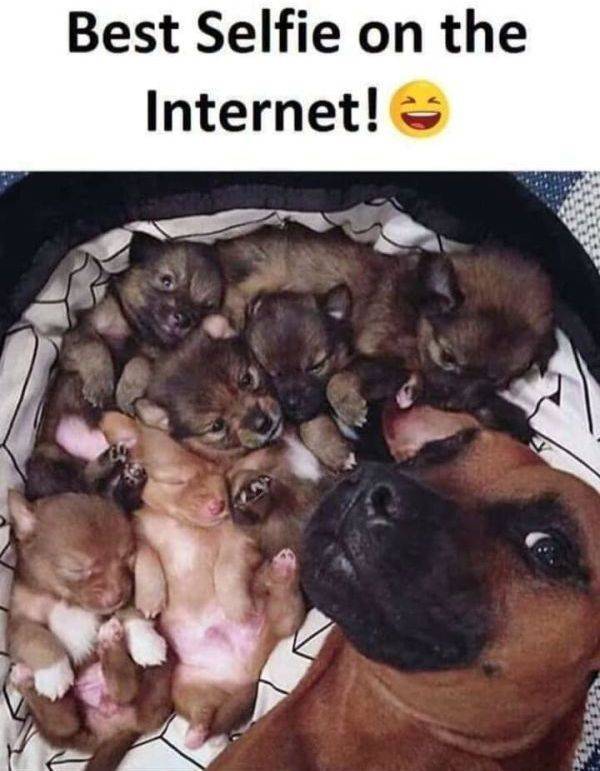 Animals Just Can’t Stop Being Funny