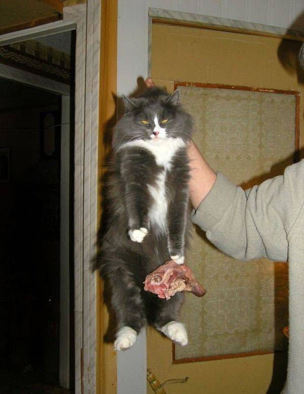 Animals Just Can’t Stop Being Funny