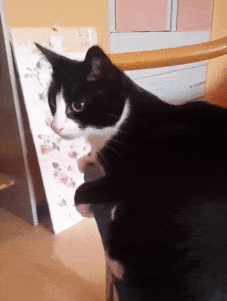 page,2,top 100 animals pics of the year 2019.html - 1 HD Photos | Premium Gallery 2019