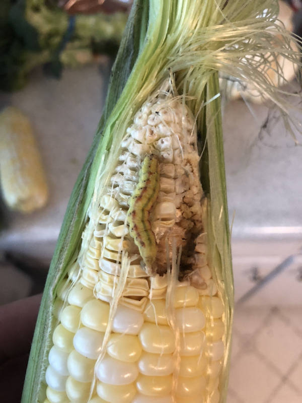 Looks Like A Big Fat Nope