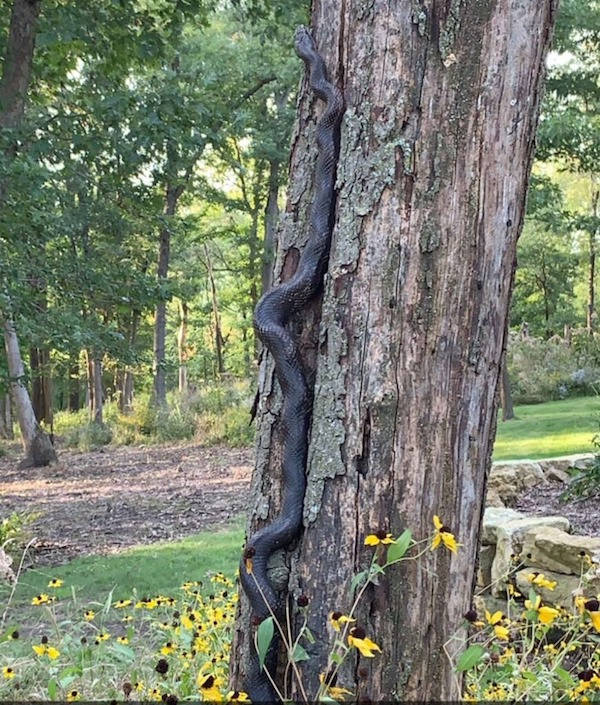 Looks Like A Big Fat Nope