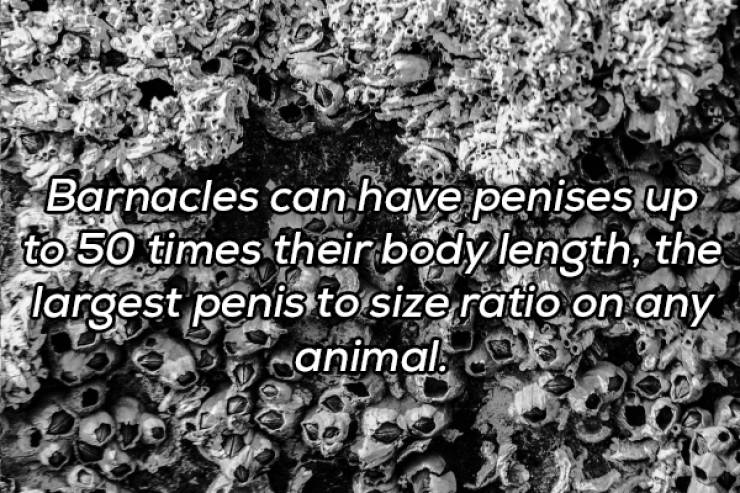 It’s Always Time For NSFW Facts!