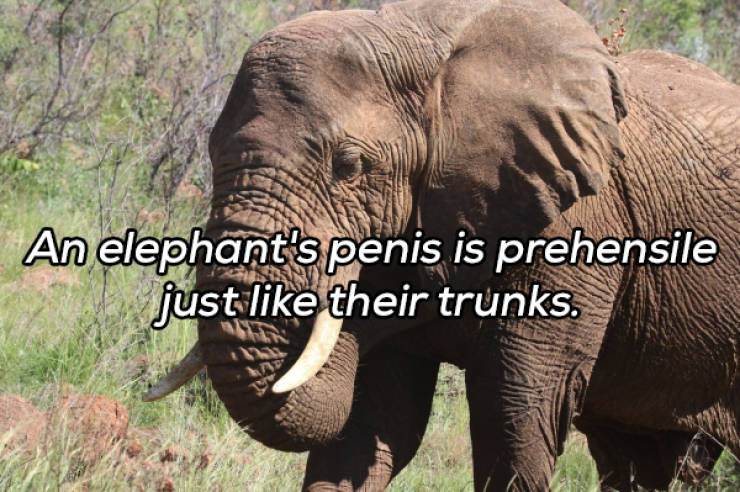 It’s Always Time For NSFW Facts!