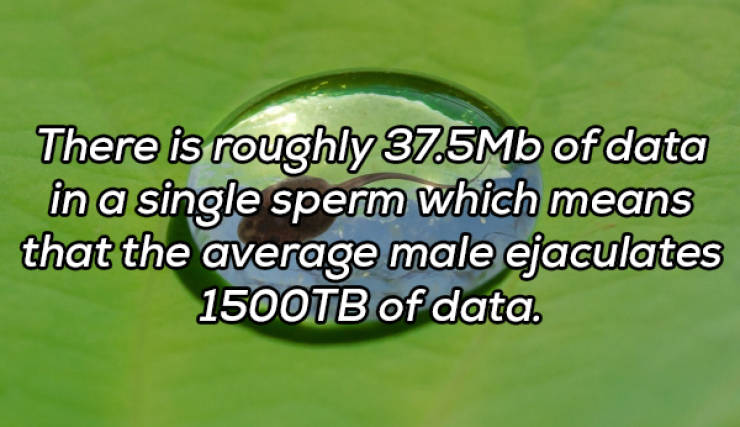 It’s Always Time For NSFW Facts!