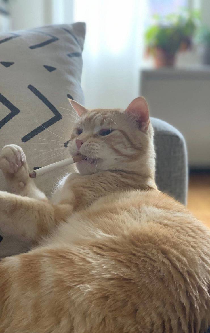 daily picdump 89 pics 4.html - 89 HD Photos | Premium Gallery 2020