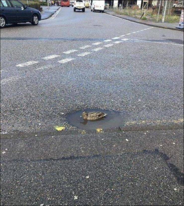 daily picdump 89 pics 4.html - 89 HD Photos | Premium Gallery 2020