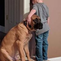 owner saves his dog from pit bulls video.html - 1 HD Video | Premium Gallery 2020