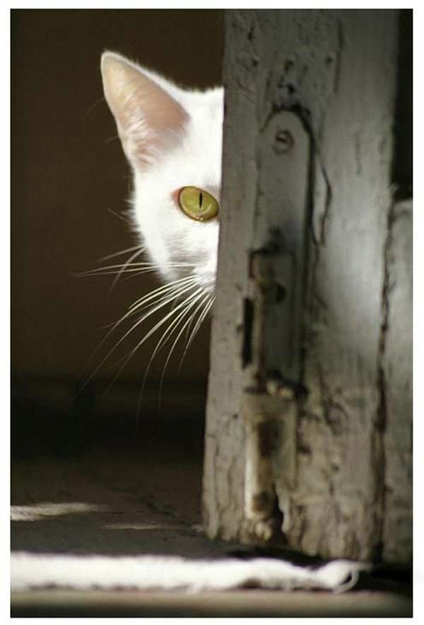 Pictures taken by surprise. Part 2 (67 pics)