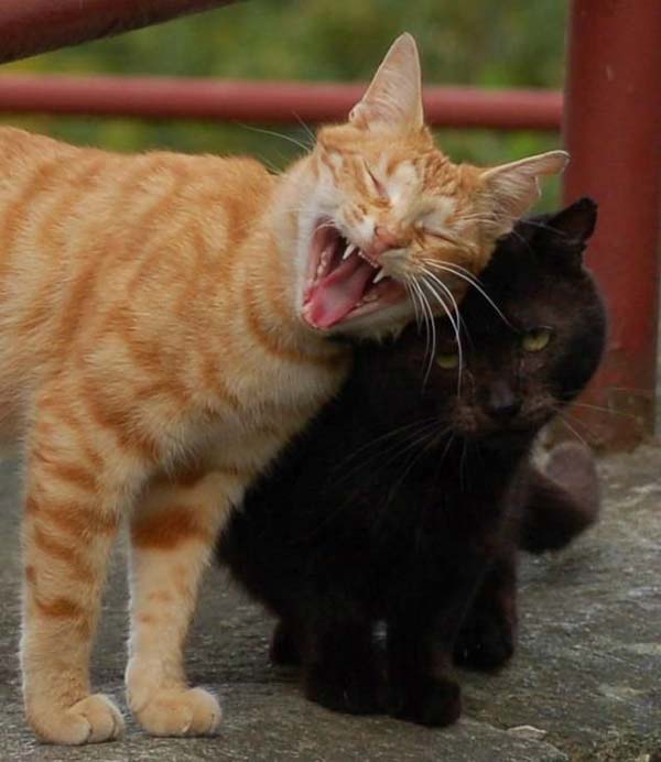 Pictures taken by surprise. Part 2 (67 pics)