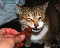 Curiosities and bonus pictures