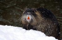 Curiosities and bonus pictures