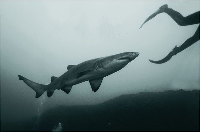 Funny picdump (97 pics)