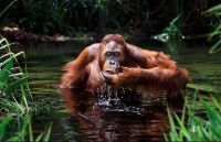 Curiosities and bonus pictures