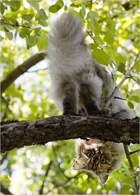 Funny picdump (107 pics)