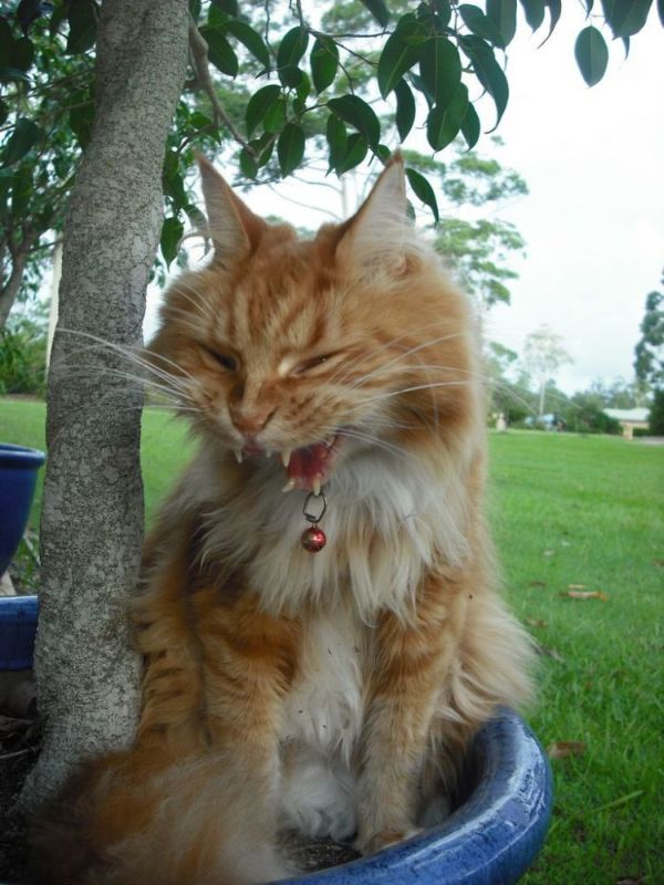 Funny picdump (107 pics)