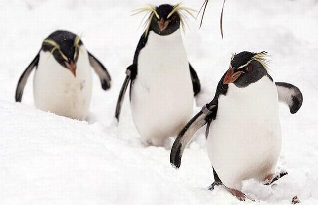 Funny picdump (107 pics)