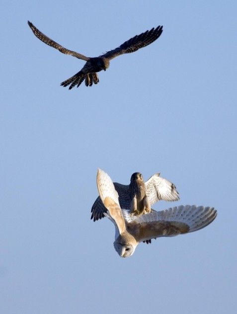 Funny picdump (123 pics)