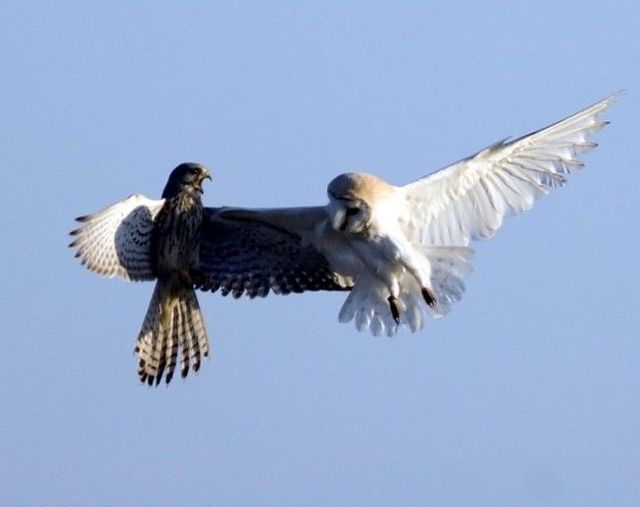 Funny picdump (123 pics)