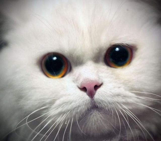 Funny picdump (123 pics)