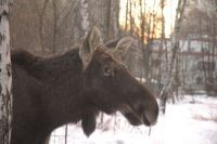 Curiosities and bonus pictures