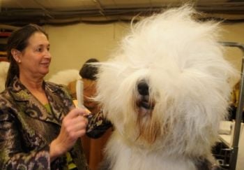 Curiosities and bonus pictures