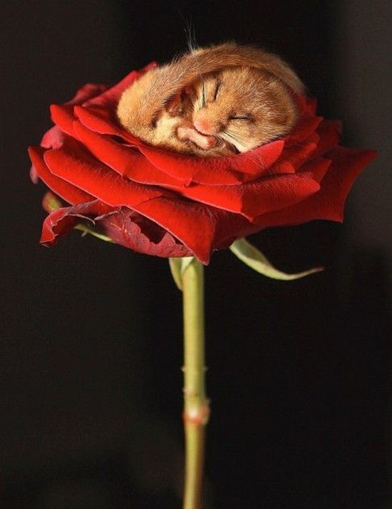 Funny picdump (106 pics)