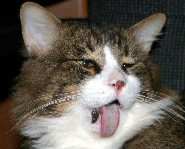 Funny picdump (106 pics)