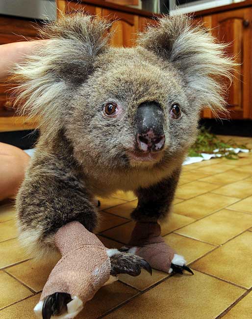 Funny picdump (106 pics)