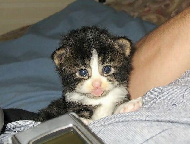 Funny picdump (106 pics)