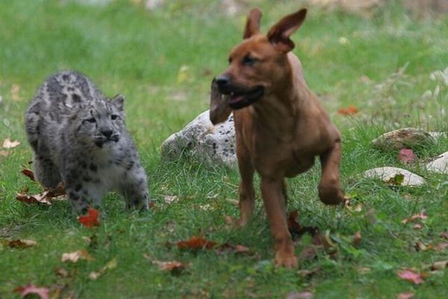 Funny picdump (106 pics)