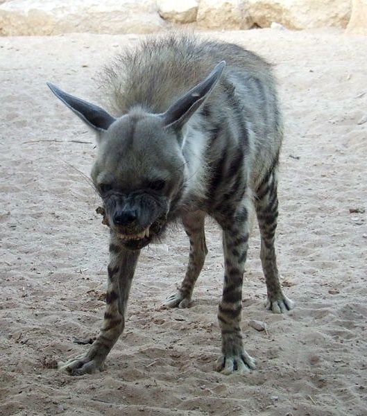 Funny picdump (106 pics)