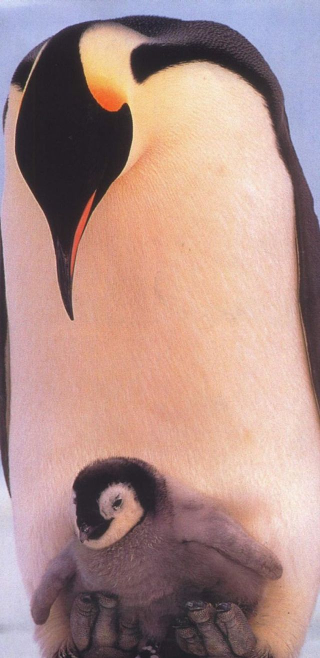 Funny picdump (106 pics)